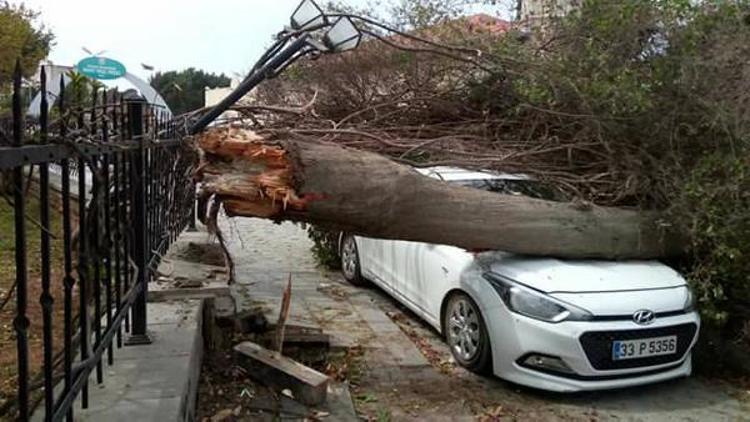 Mersin’de fırtınada ağaçlar devrildi; araçlar zarar gördü