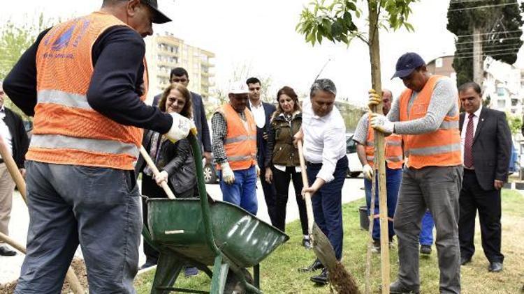 Başkan Uysal turunç fidanı dikti