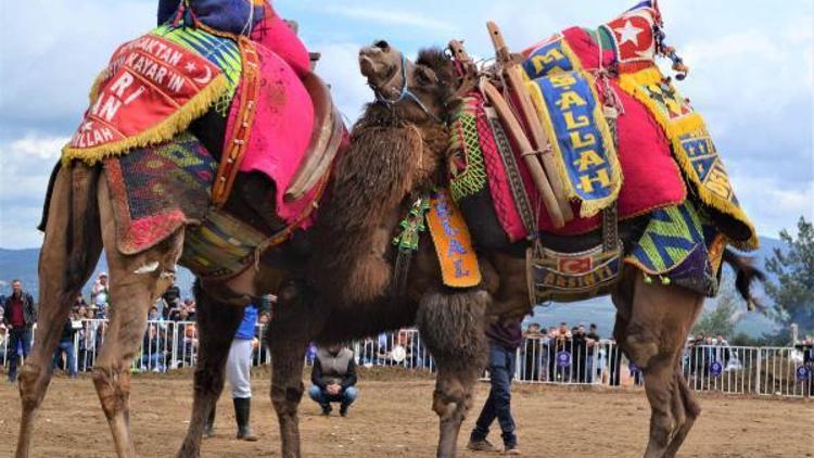 Karacasuda deve güreşleri festivali ilgi çekti