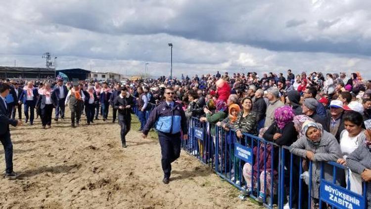 Güreşte kaçan develer korkuttu