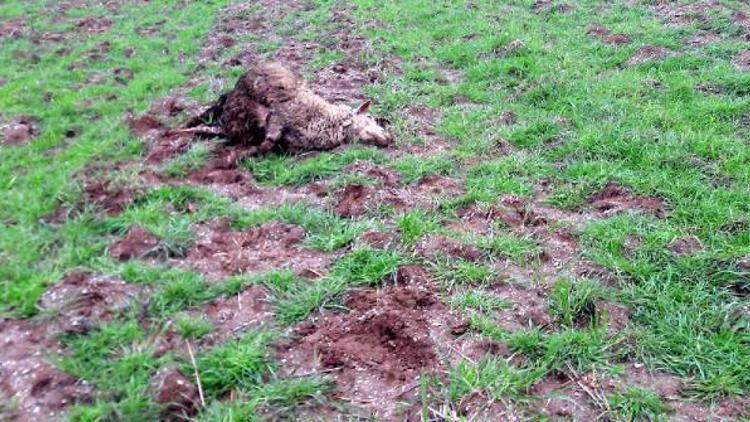 Kopan elektrik teli sürünün üzerine düştü, 2 koyun telef oldu