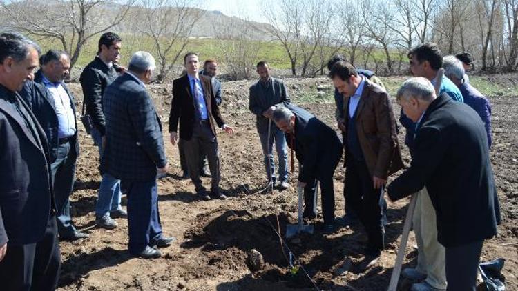 Adilcevaz’a örnek kapama ceviz bahçesi