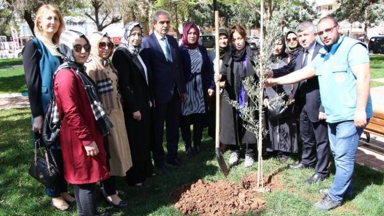 Başkan Demirkol, şehit annesi ile zeytin fidanı dikti