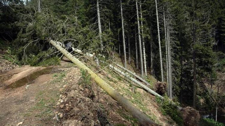 Fırtına onlarca ağacı kökünden söktü