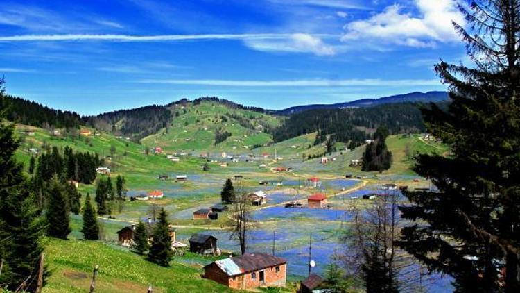 Kadıralak Yaylası, bu yıl erken mora büründü