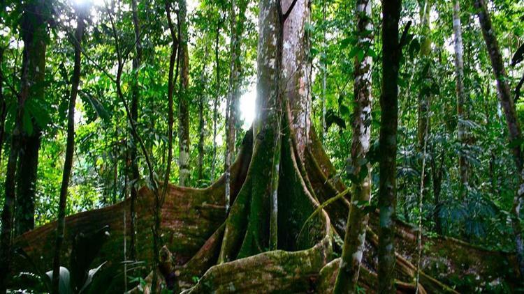 Amazonlarda yerleşime dair yeni bilgiler ortaya çıktı