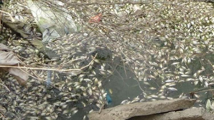 Kanalda susuz kalan balıklara TOMAlı müdahale