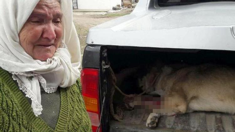 Bacağı kırılan köpeğini belediyenin ekibine gözyaşlarıyla teslim etti