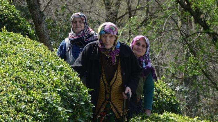 Orman vasfı taşıyan arazilerinin tapuları iptal edildi