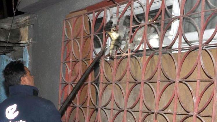 Pencerenin demir korkuluklarına sıkışan kediyi itfaiye ekibi kurtardı