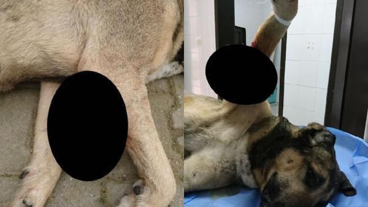 Sokak köpeğinden 1,5 kilo tümör alındı