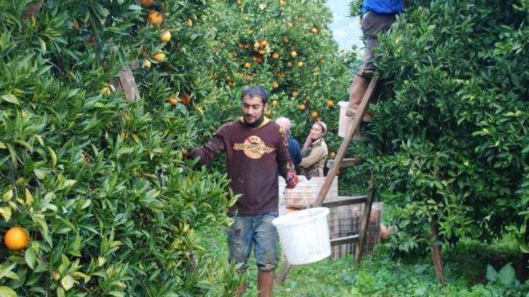 Finike portakalına duble yol tehdidi