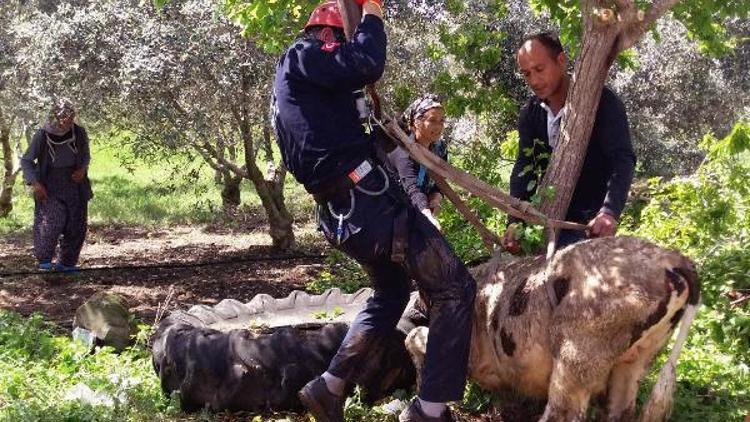 Foseptiğe düşen inek, halat bağlanıp vinçle çıkarıldı