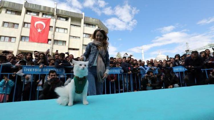 Van kedileri güzellik yarışması için podyuma çıktı