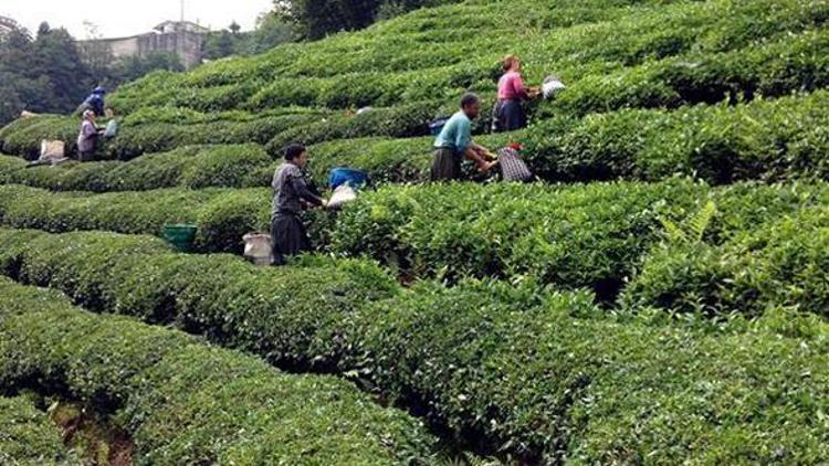 Yaş çay destekleme primlerinin ödemesi 6 Nisanda başlıyor