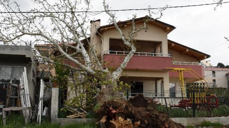 Çanakkalede fırtına 100 yıllık çınar ağacını devirdi