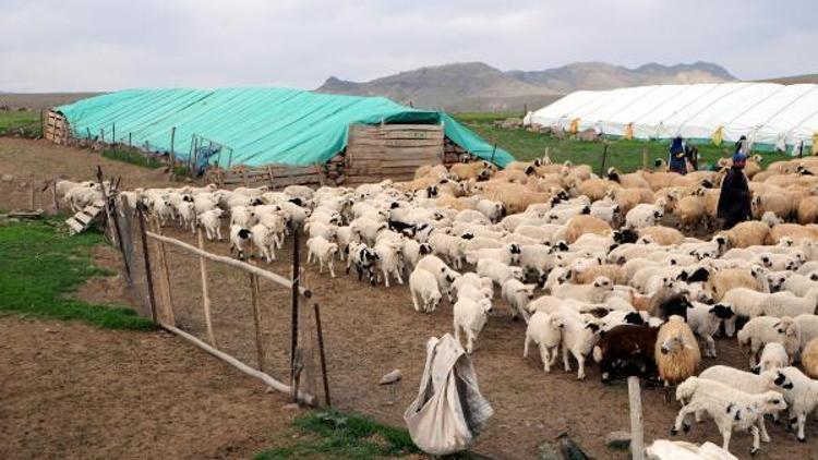 Tuncelide 6 bin lira maaşla çalışacak çoban bulunamıyor