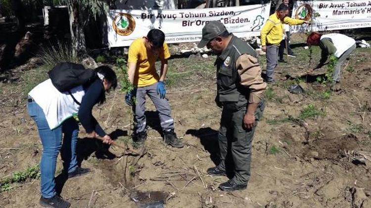 Marmarisli kadınlar sığla fidanı dikti