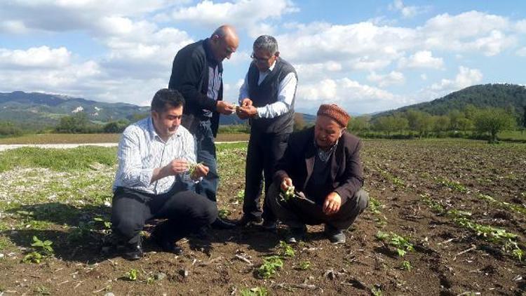 Ayçiçeğinde hastalık uyarısı