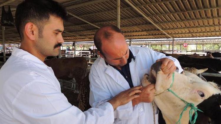 Boluda hayvan pazarlarında şap karantinası sona erdi