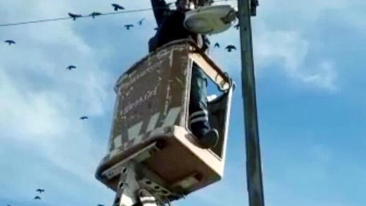 Elektrik teline takılan kuşu kurtarma operasyonu