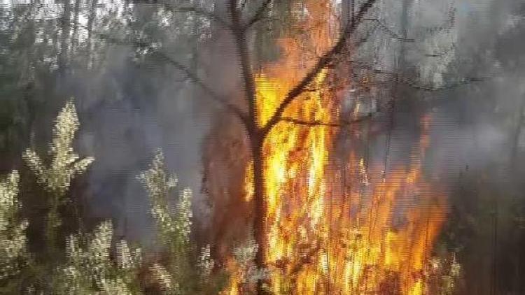 ek fotoğraflar// Aydos Ormanlarında şüpheli yangınlar