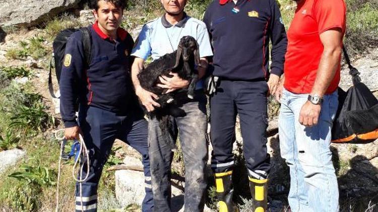 Kayalarda sıkışan yavru keçiyi itfaiye ekipleri kurtardı