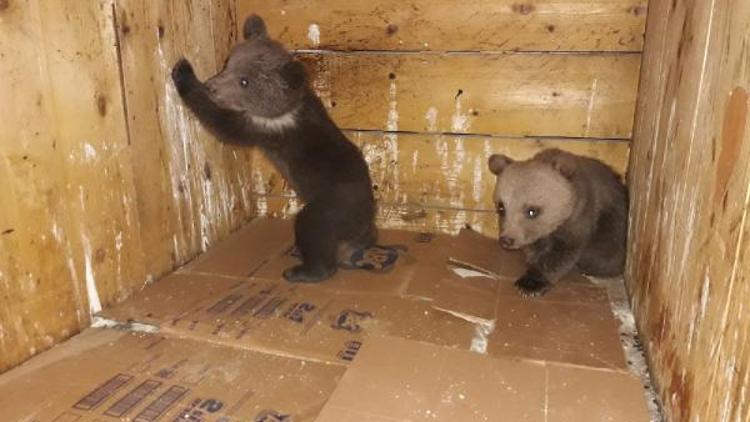 Yolda bulunan yavru ayılar Karacabey’e gönderildi
