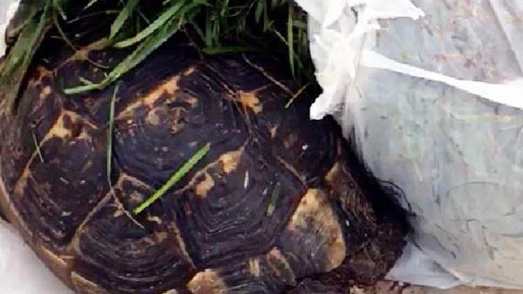 Çöpe atılan kaplumbağayı, sanatçı ve eşinin dikkati kurtardı