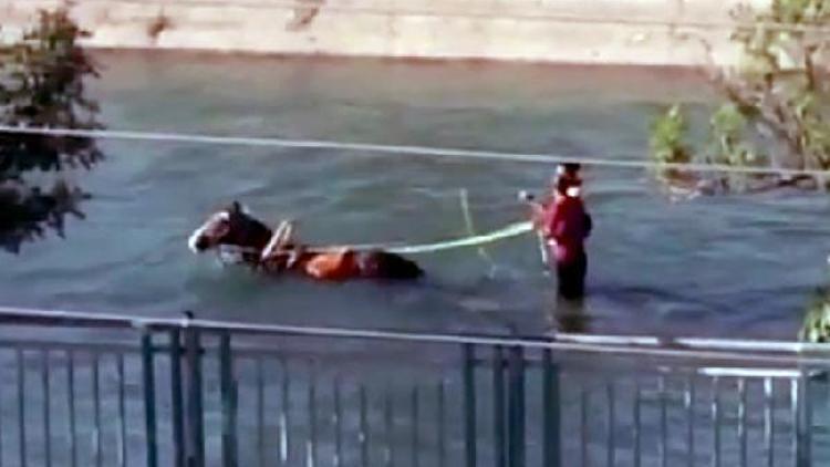 Sosyal medyada su kanalında ilerleyen at arabası fenomen oldu