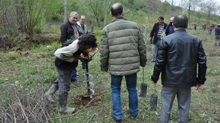 Amasrada termik santrale karşı zeytin fidanı diktiler