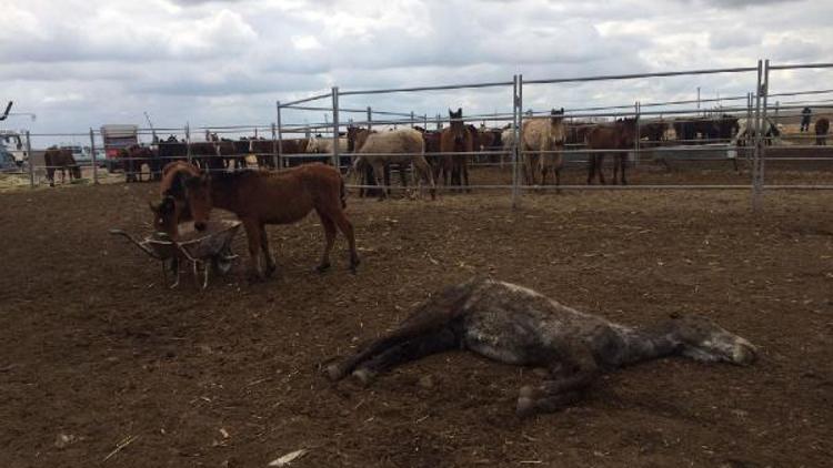 Bakımsızlıktan ölen atlar için çiftlik sahibine 23 bin lira ceza