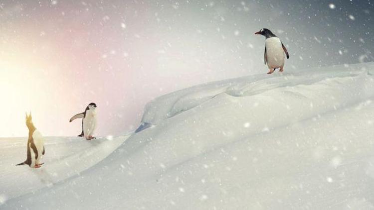 Antarktikaya yağan karın miktarı artış gösteriyor