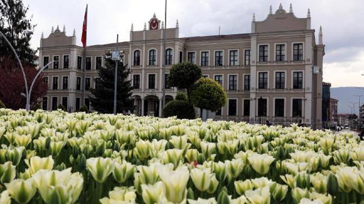 Bolu kent merkezine 1,5 milyon çiçek dikildi