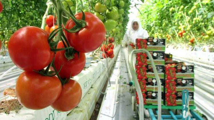 Sandıklıda jeotermal serada üretilen domatesler iç ve dış pazara gönderiliyor