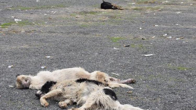 Çorluda ölü bulunan köpekler kimyasaldan zehirlenmiş