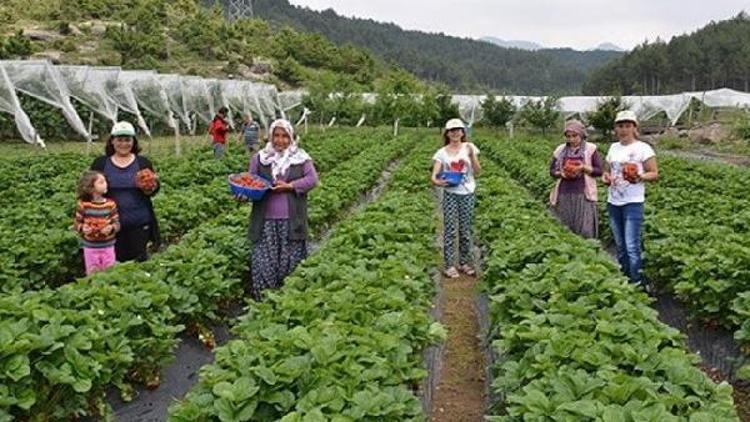 Bursada çiftçiye 3 milyon çilek fidesi