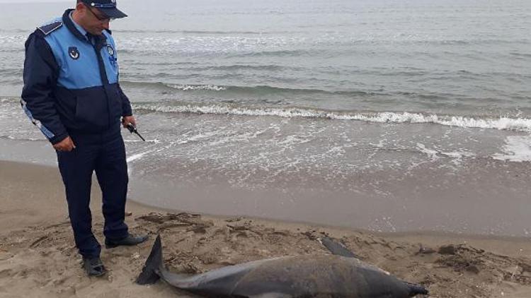 Samsun’da ölü yunus, karaya vurdu