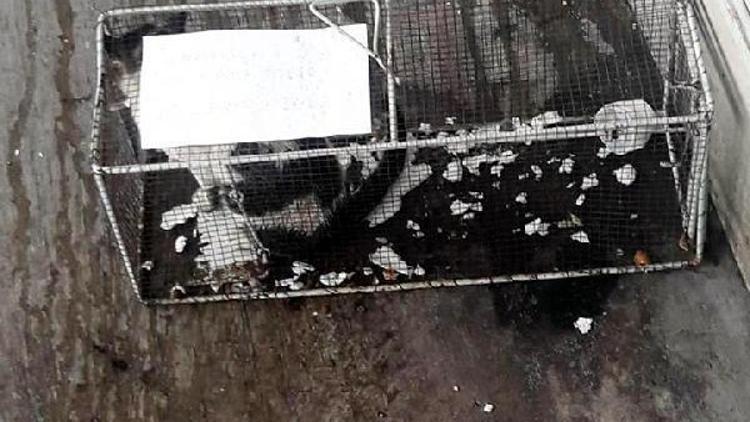 Sucuk çalan kedi kafese konulup cezalandırıldı iddiası