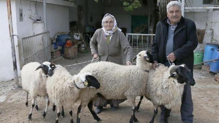 Koyunu çalınan şehit yakınına destek