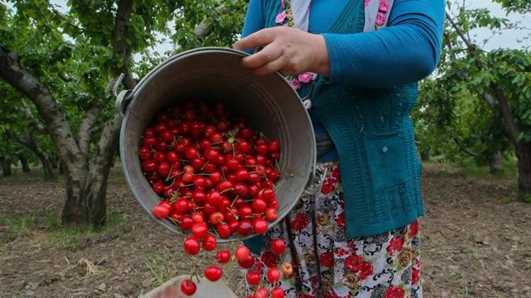 İlk hasat yapıldı Kilosu 100 lira