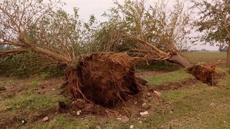 Zarar büyük: Ağaçları kökünden söken fırtına