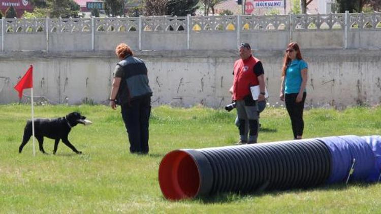 Arama kurtarma köpekleri eğitimden geçiriliyor