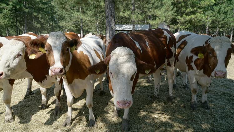 250 bin düve projesinde son başvuru tarihi belli oldu