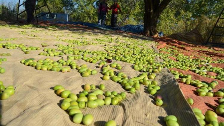 Zeytin ihracatı yüzde 14 artı