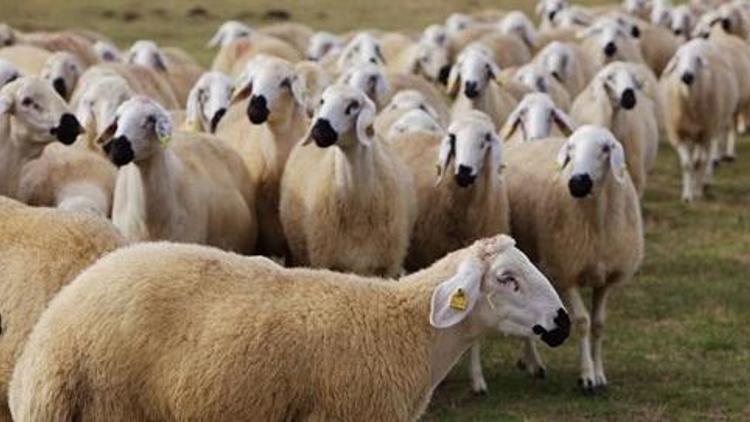 300 koyun başvuru sonuçları TİGEM tarafından açıklandı İşte sonuç detayları