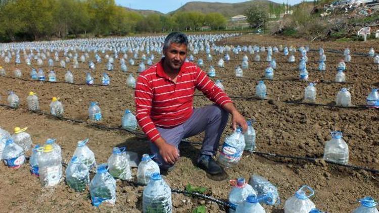 Yozgatlı çiftçi sebze fidelerini pet şişelerle soğuktan korudu