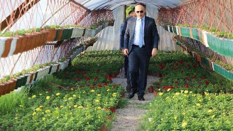 Kırıkkale Belediyesi kendi çiçeklerini yetiştiriyor