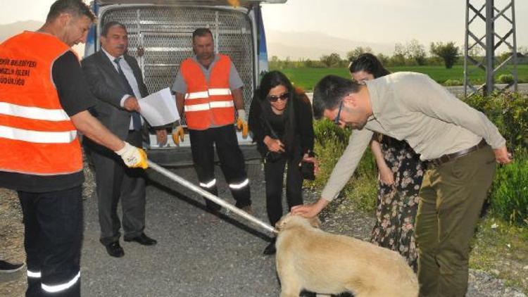 Akşehir Belediyesi yaralı köpeği tedavi ettirdi