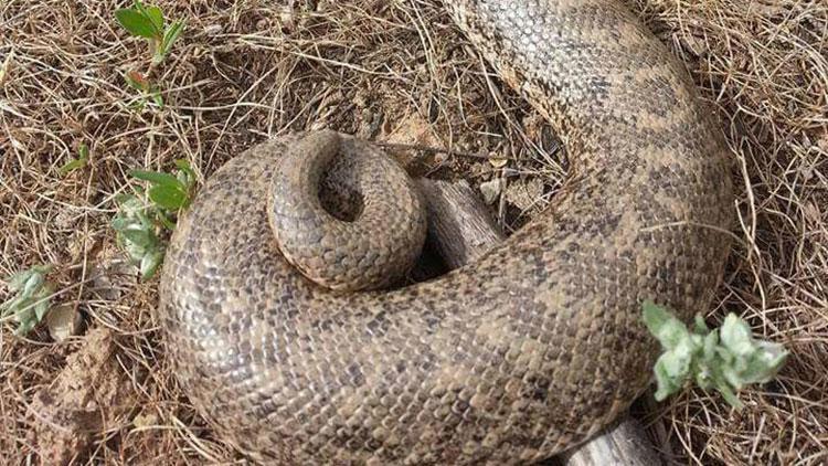 Burası Türkiye Dev yılan böyle görüntülendi